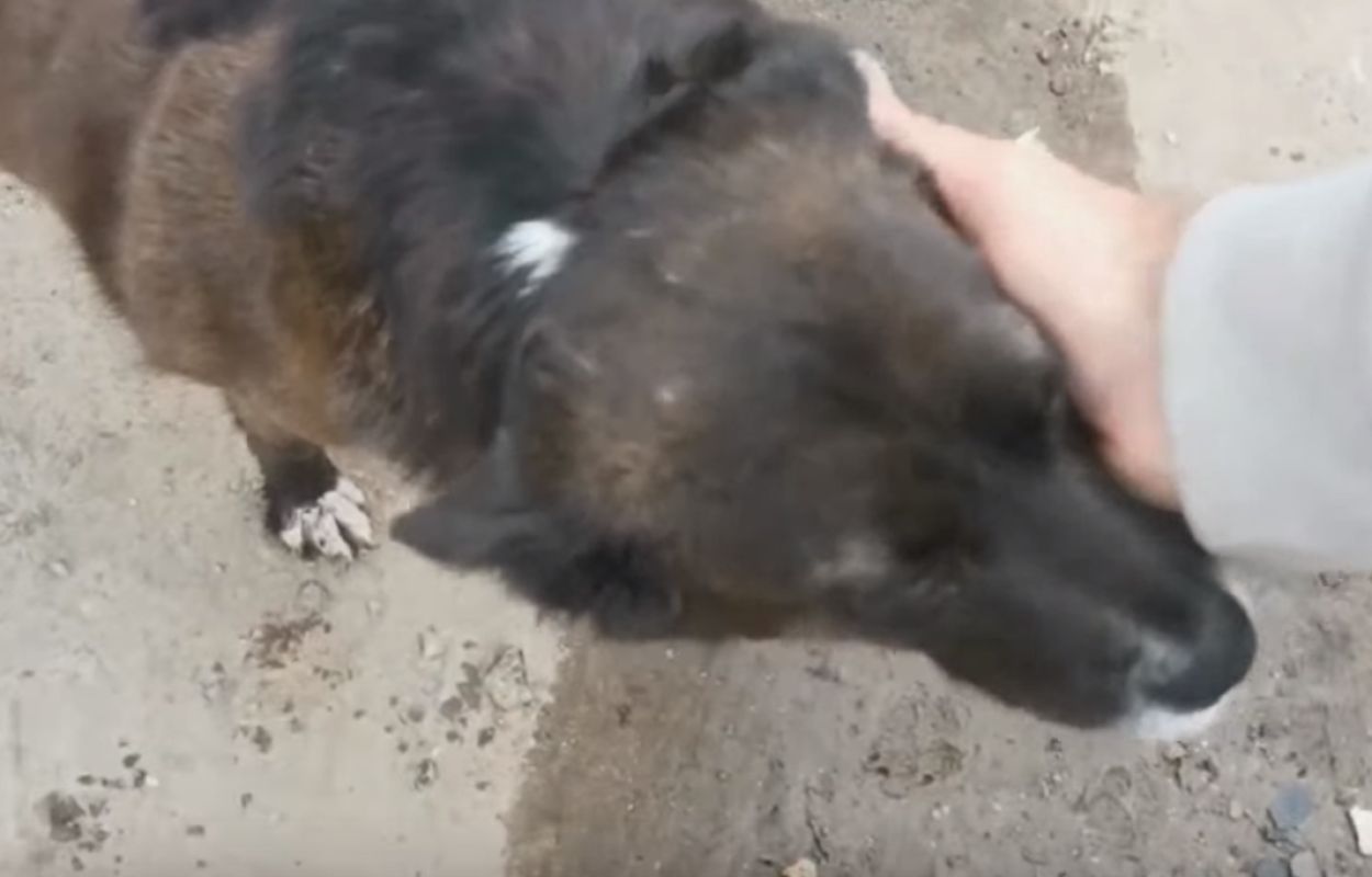 В Шебекино спасли испугавшуюся обстрела собаку