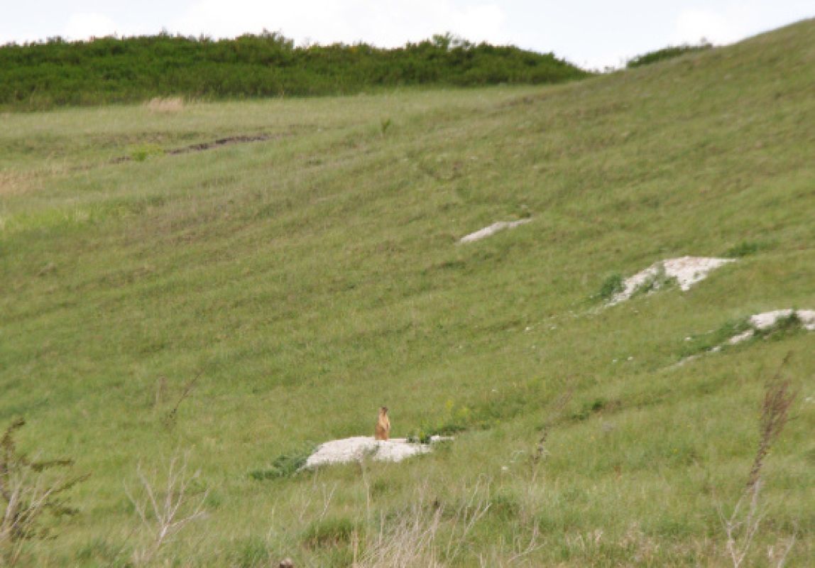 Белгородских сурков решили пересчитать
