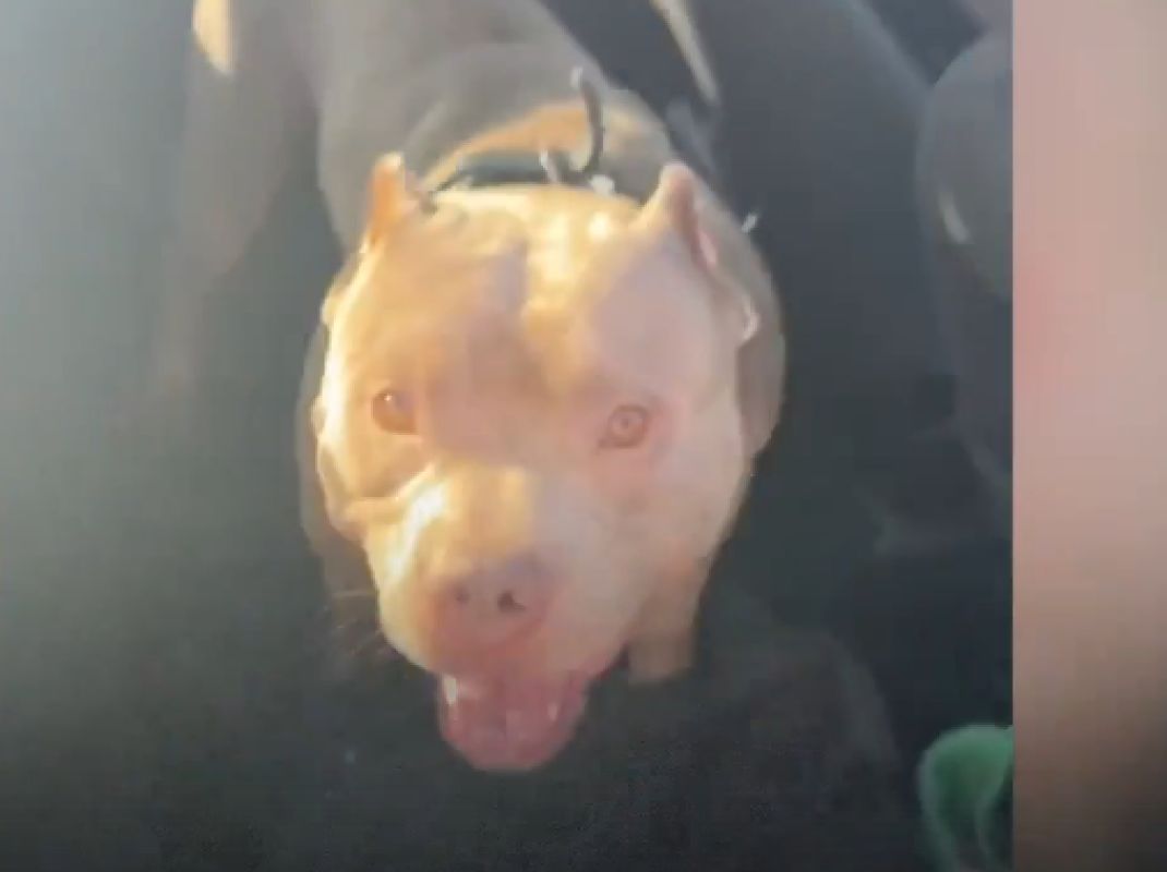 В Белгородской области раскрыли историю собаки, спасшей девушку от обстрела