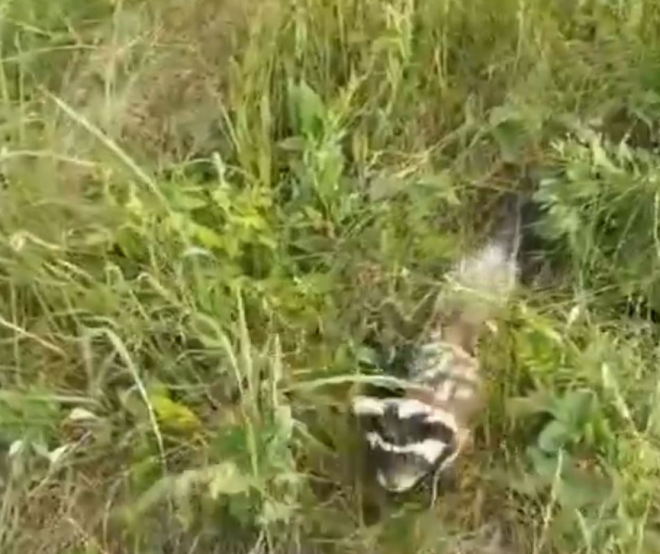 В старооскольском «Магните» поймали краснокнижного зверька