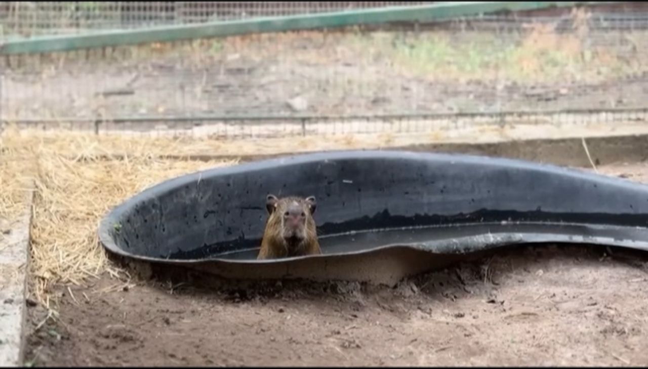 В Белгородском зоопарке появилась капибара