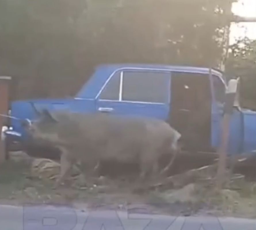 В Белгородской области огромная свинья на «копейке» въехала в столб