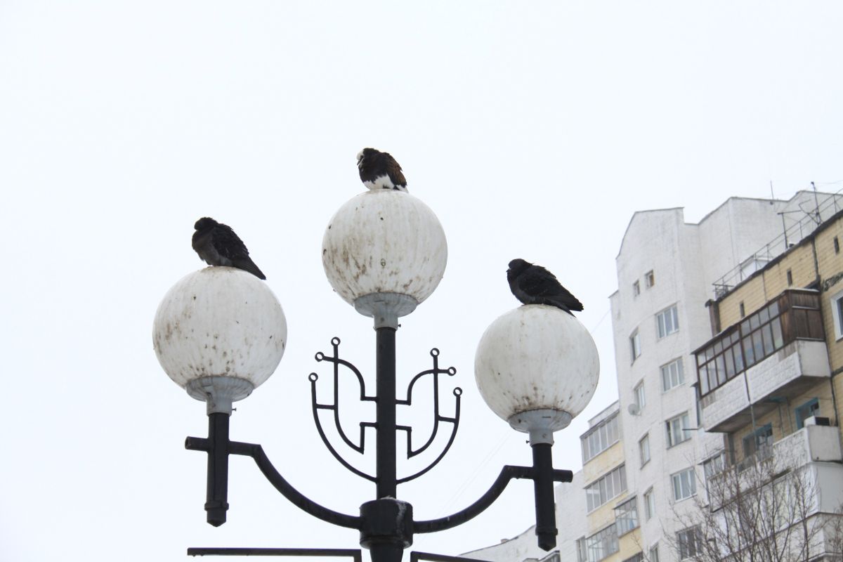 Жители Старого Оскола просят восстановить освещение в&nbsp;парке