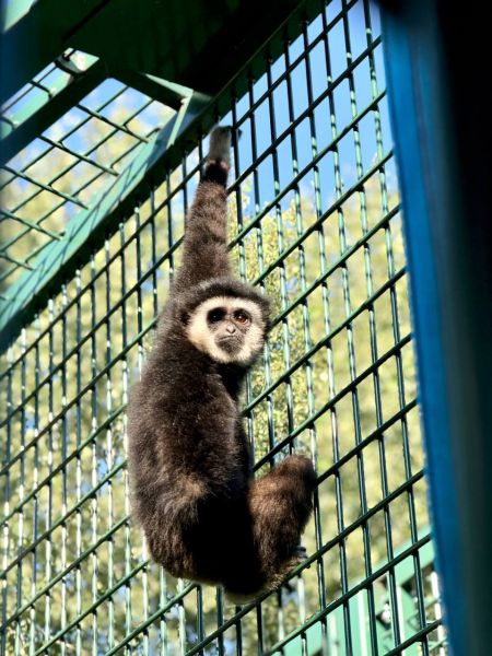 В Белгородском зоопарке впервые поселилась человекообразная обезьяна