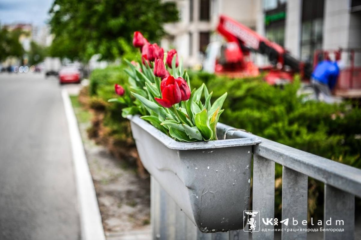 Мэрия Белгорода прокомментировала закупку крупной партии тюльпанов