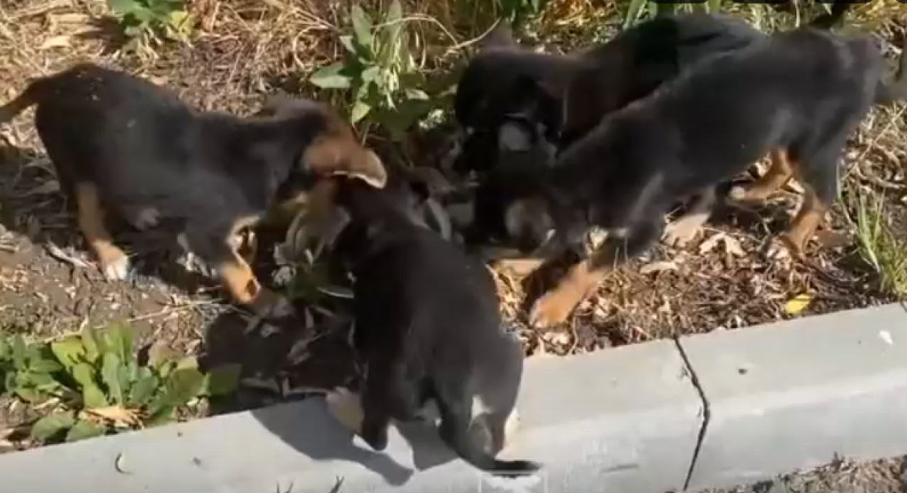 В Белгороде в приют для собак переселили животных из приграничья