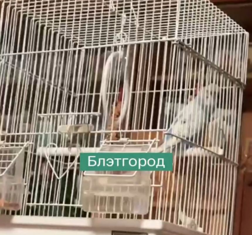 Попугай из Белгорода научился предупреждать о ракетной опасности