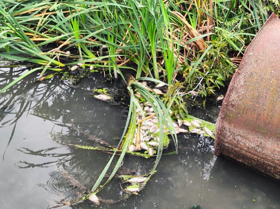 В Белгородской области массово погибла рыба