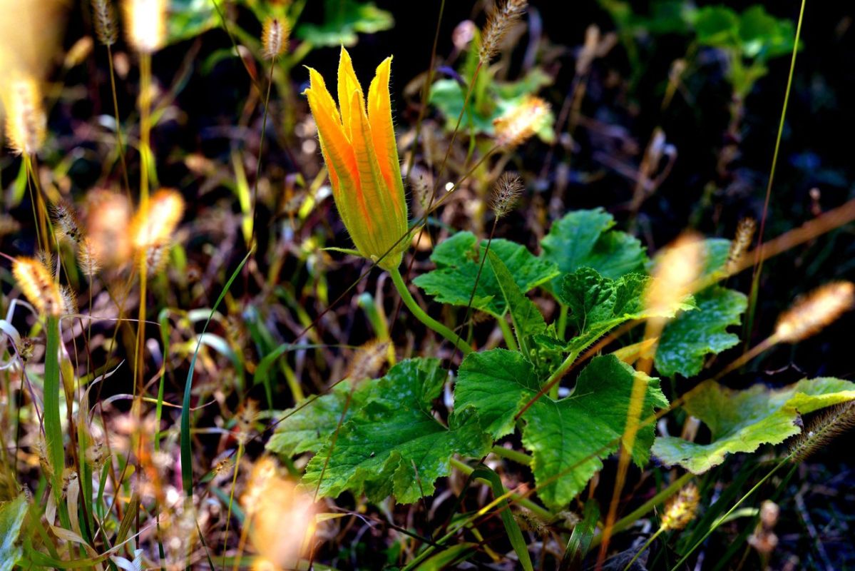 Аномальное тепло сохранится в Белгороде до конца сентября&nbsp;