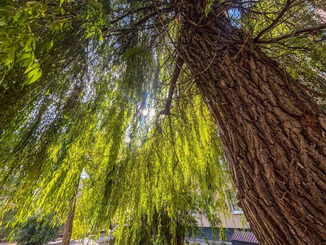 Понедельник принесет в Белгород июльскую жару