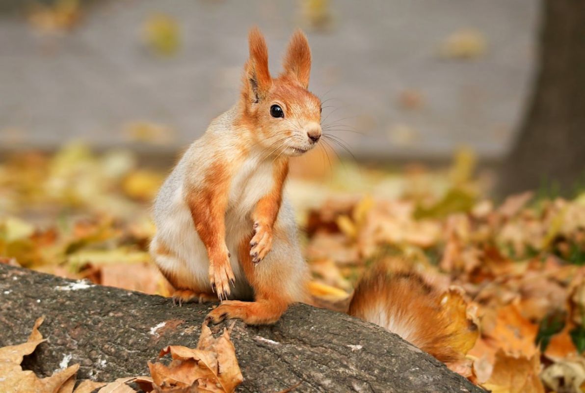 Тепло сохранится в Белгородской области в заключительную неделю сентября
