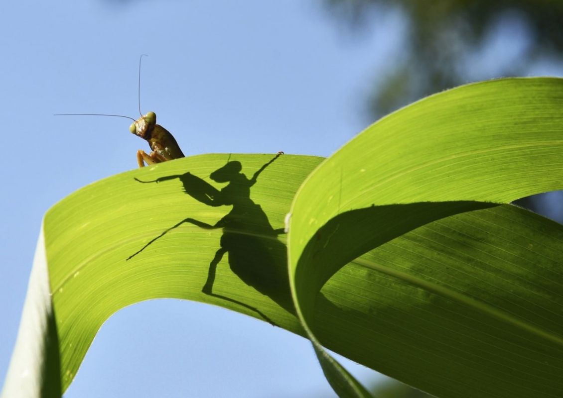 Белгородцев ждёт заключительный тёплый день осени перед резким похолоданием