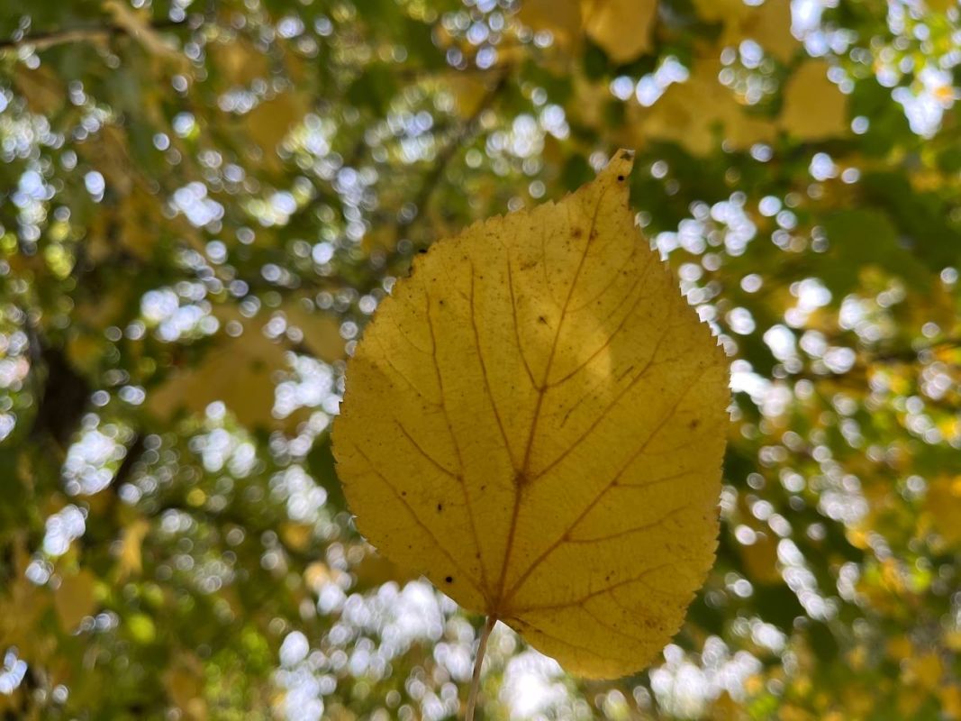 Белгород накроют дожди и сильный ветер