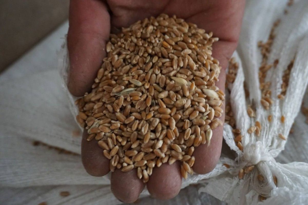 В Белгородской области будут подкармливать диких животных