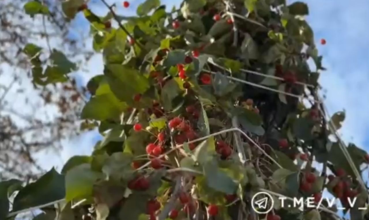 В Центральном парке высадят 400 новых деревьев