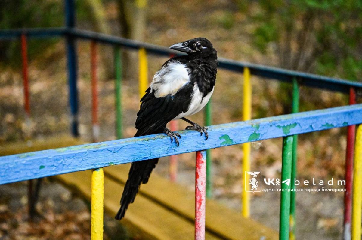 Заключительная рабочая неделя октября в Белгороде начнется с тепла