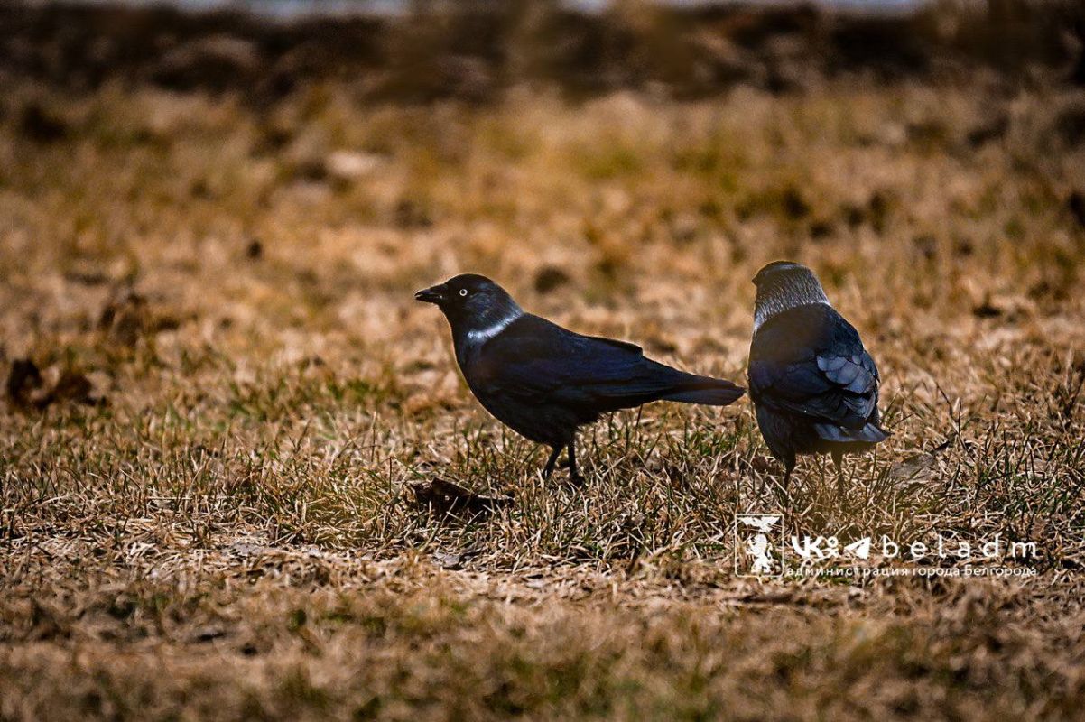 Порывистый ветер задержится в Белгороде ещё на один день
