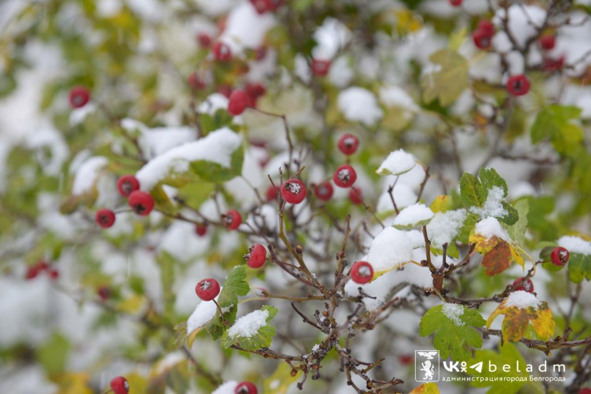 Первый понедельник ноября принесет в Белгород зиму