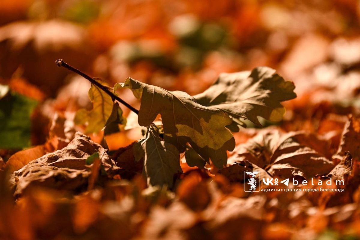 Белгородцев ждет самый теплый день недели