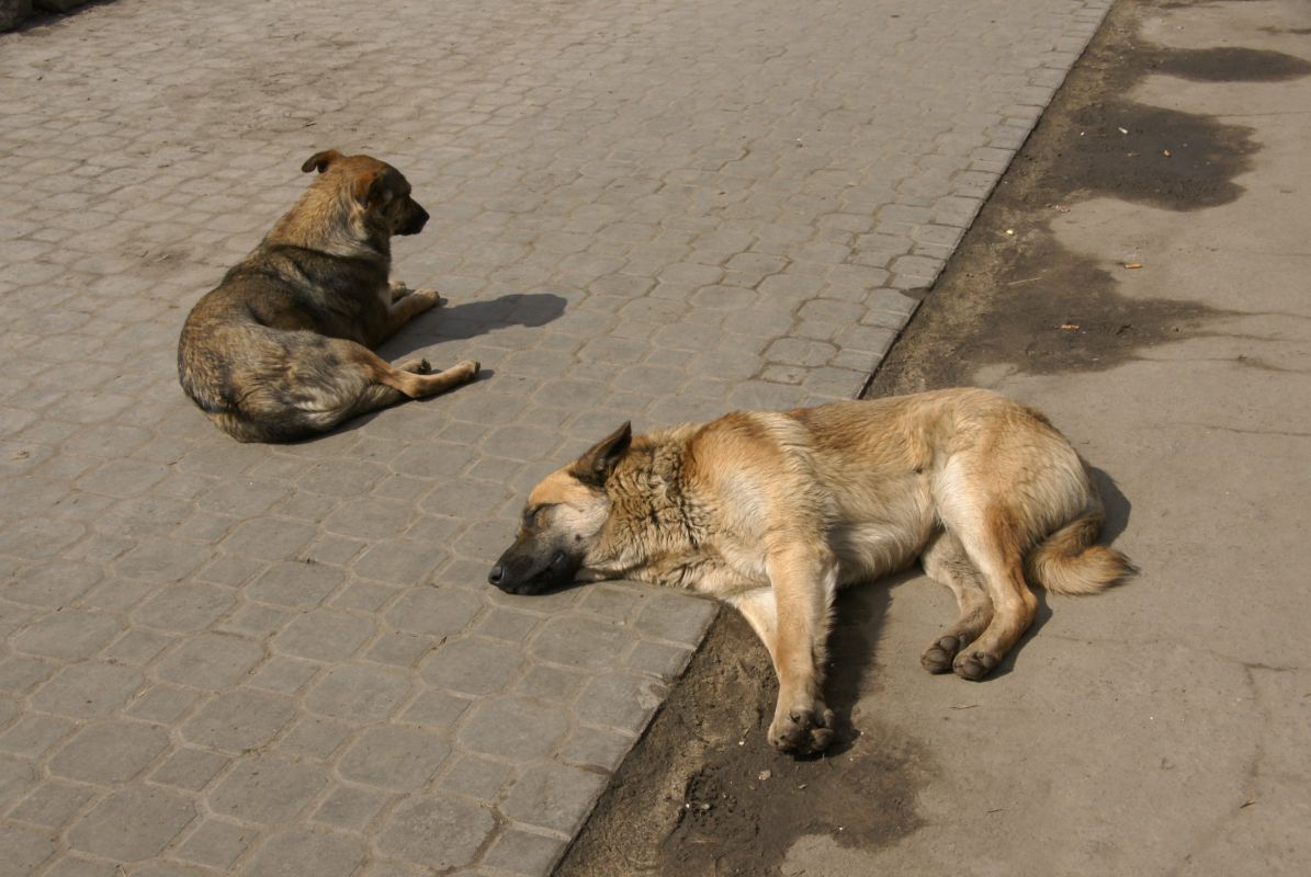 Съели лицо и&nbsp;обглодали ногу: свора собак загрызла женщину по&nbsp;дороге на&nbsp;работу