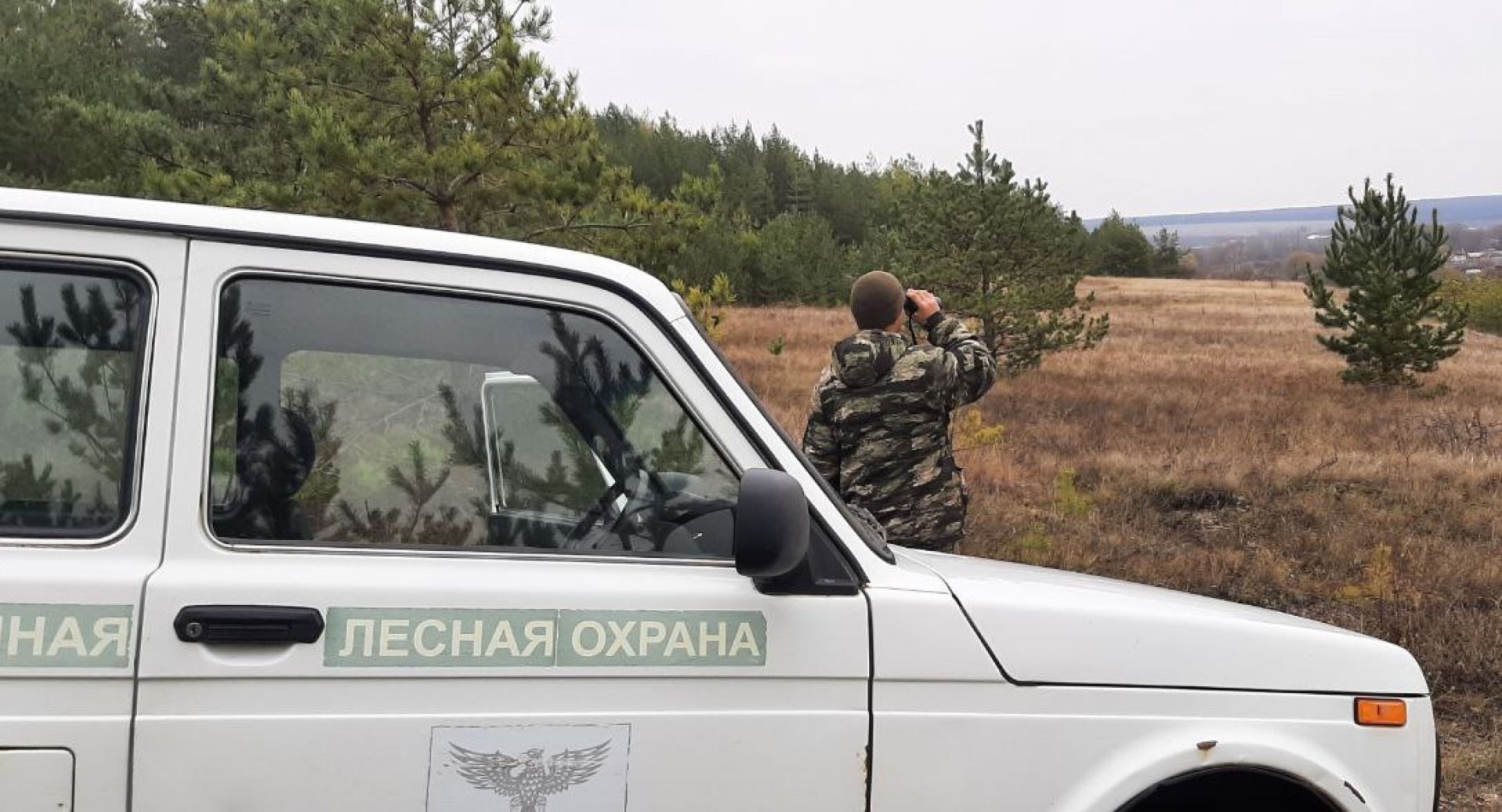 Белгородские хвойные леса обезопасят от «Гринчей»