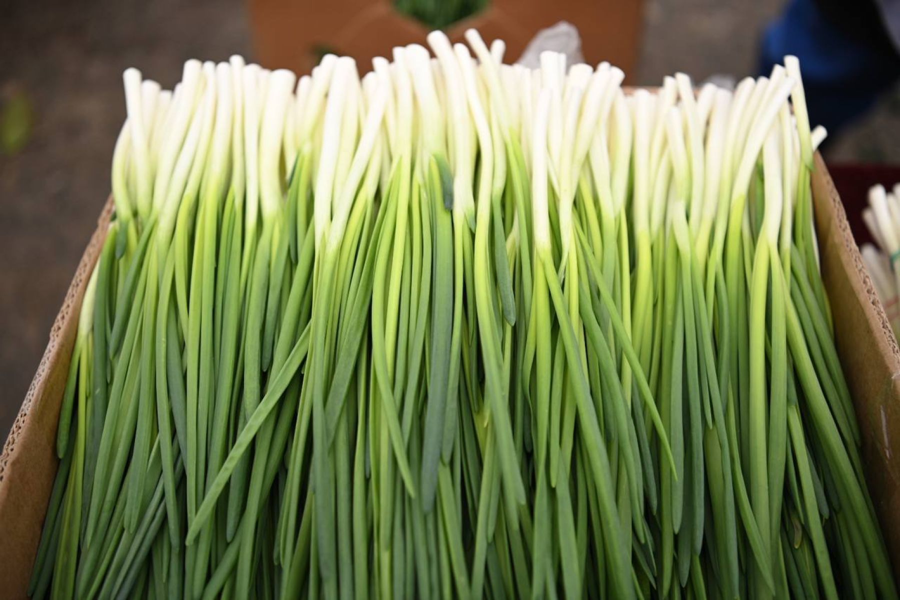 В Белгороде продавцам предоставят бесплатные места на новогодней ярмарке