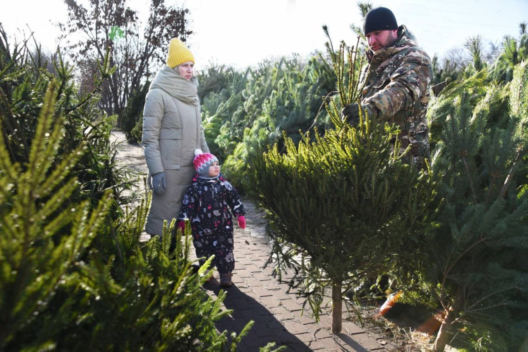 В Белгороде елочные базары откроют раньше запланированного срока