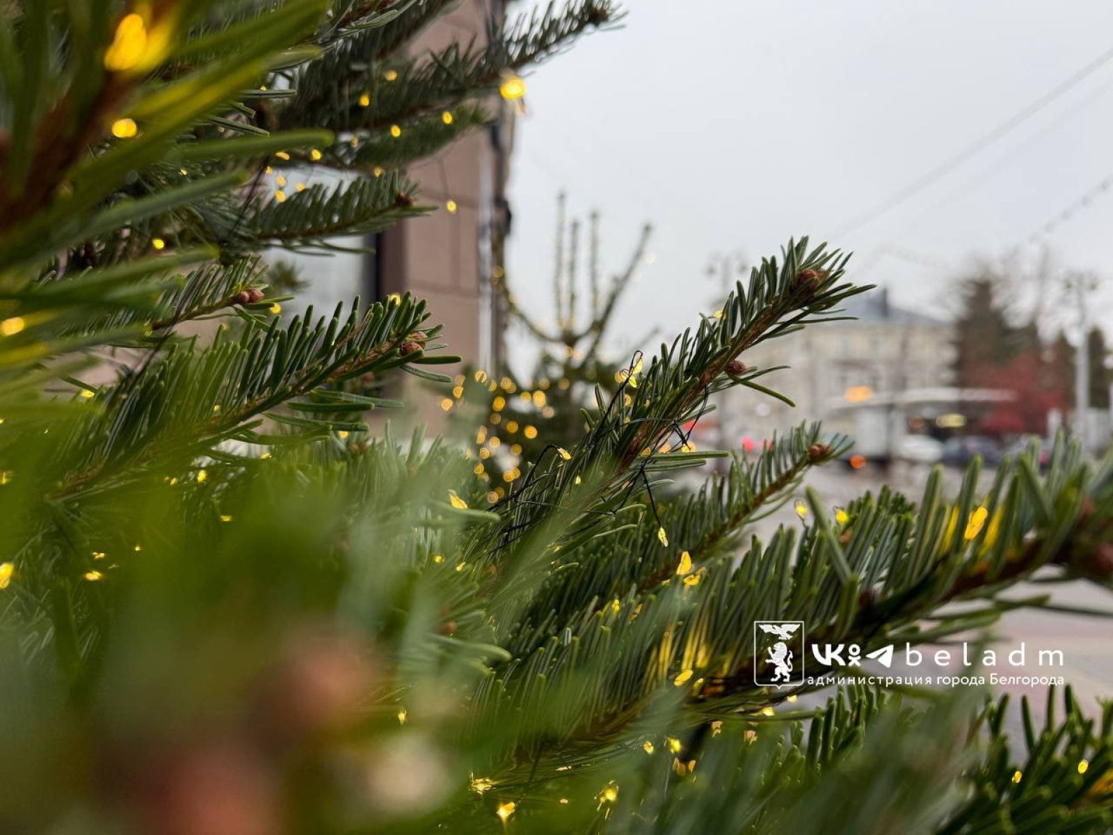 Белгородцев предупреждают о сильном ветре