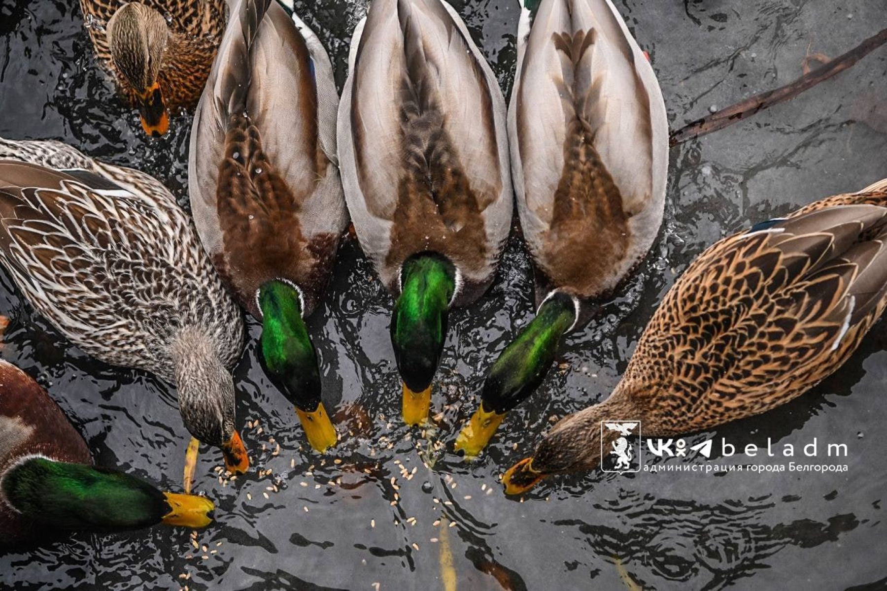 На Белгород надвигаются два опасных погодных явления