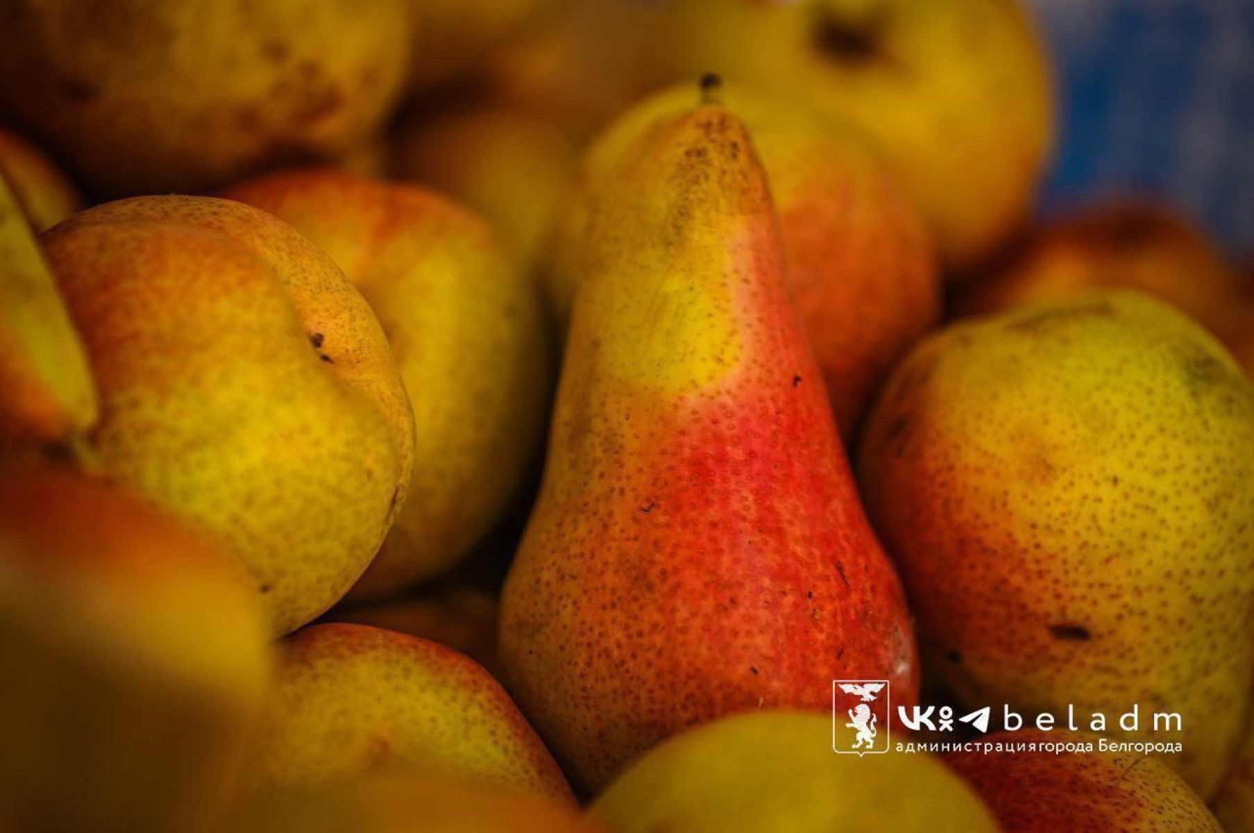 В Белгороде пройдет сельскохозяйственная ярмарка с елками