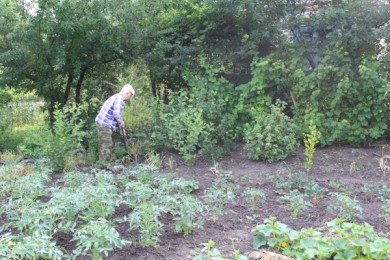 Белгородских дачников заставят охранять леса