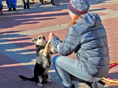 Владельцев собак заставят регистрировать и дрессировать питомцев
