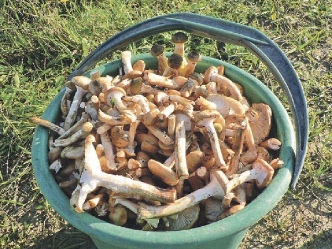 Опасны даже те грибы, которые раньше считались съедобными