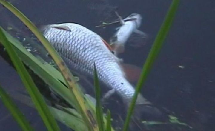 Река оскол рыба. Река оскол рыба. Река оскол рыба. Река оскол рыба. Река оскол рыба.