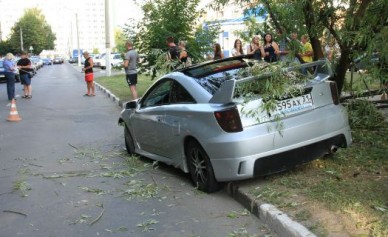 В Белгороде упавшее дерево едва не убило 31-летнюю женщину