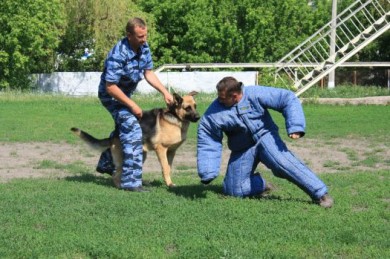 В Белгородской области 700 преступлений помогли раскрыть собаки