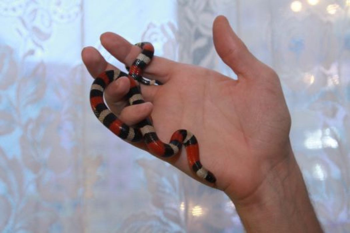 Молочная змея