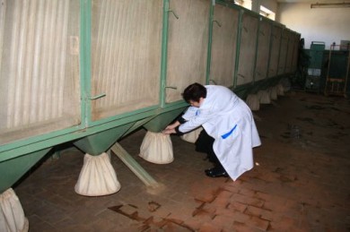 В Белгороде разводят насекомых, которые могут заменить собой пестициды