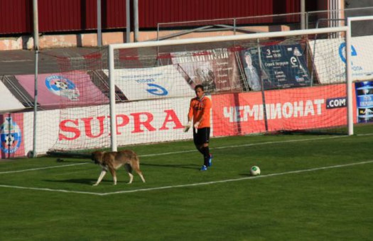 Четвероногий болельщик пытался поучаствовать в игре любимой команды