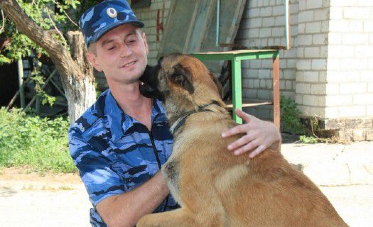 На фото бельгийская овчарка Шарль со своим проводником