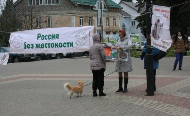 В Белгороде прошёл митинг в защиту бездомных животных