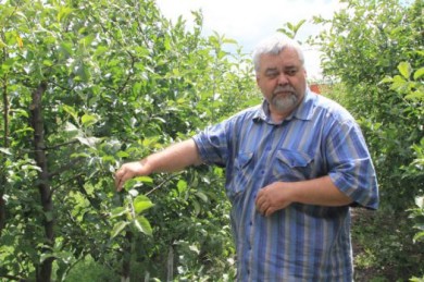 Эх, яблочко, куда катишься?