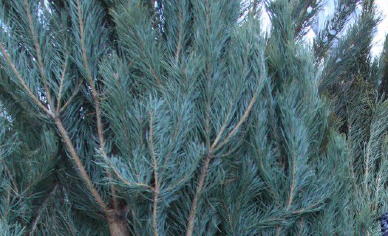 В Белгороде с 17 декабря заработают елочные базары