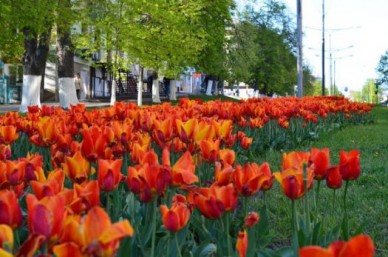 Этой весной в Белгороде высадят 233 тысячи цветов
