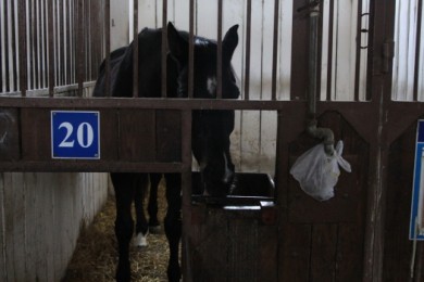 Белгородец украл коня у своего работодателя