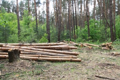 За вырубку белгородского леса селянин заплатит крупный штраф