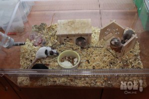 Чтобы прокормить домашний зоопарк, Сергей завёл дома мышей и мраморных тараканов