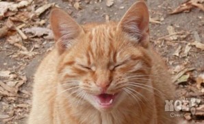 Полосатый рыжий кот мёрзнет во дворе. Ему около полугода. Кот очень ласковый, просится на руки и жалобно мяукает. Телефон 8-920-560-06-00 (Маргарита). При необходимости возможна помощь с кастрацией и прививками