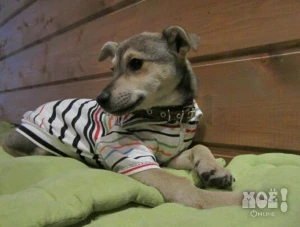 Телефон 8-920-560-90-51(Светлана)