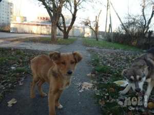 Телефон 8-908-781-84-84 (Анастасия)